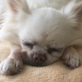 爆睡チワシュウの画像