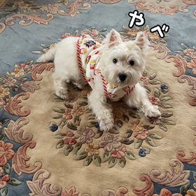 足舐めこうちゃんの画像