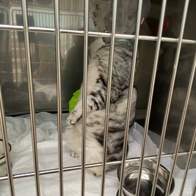 バカでアホでも自由があるの画像