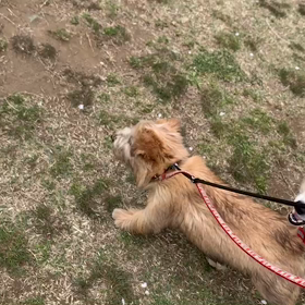 4月14日12わんこと1時間遠足  代々木公園の画像