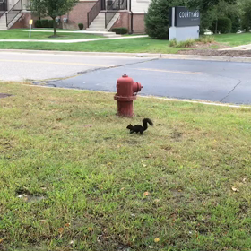 デトロイト北とカナダのリスは移動速度が遅げの画像