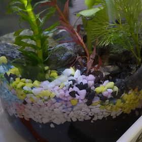 光合成…♡の画像