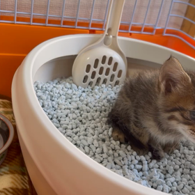 ニューフェイスの画像