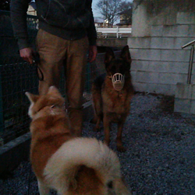 対犬関係の画像