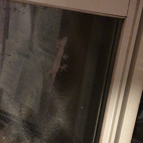 ヤモリーの画像