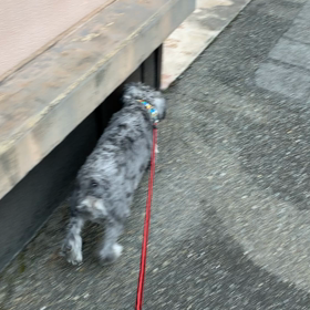 ダーラ♡ベガの画像