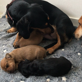 あ、うまれたよの画像