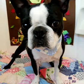 ボストンテリアのカルビくんの画像