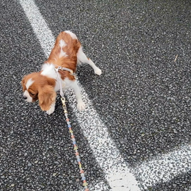 【保護犬】生まれて初めてのお散歩の画像