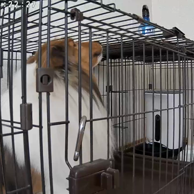 久々の遠吠えの画像