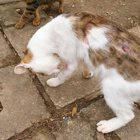 トムくんも、初フワフワの画像