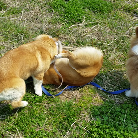 菜の花撮影会(追加)。の画像
