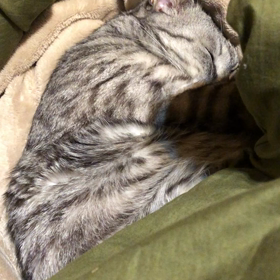 猫眠るの画像