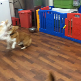 こたろう君&さつま君の画像