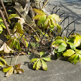 春を感じる写真見せての画像