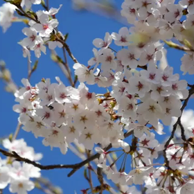 おやすみ前の音楽療法「たっぷり癒されて」/最後は桜で癒されての画像