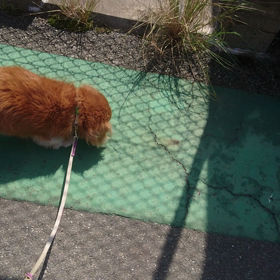 パル＆モモお散歩～の画像