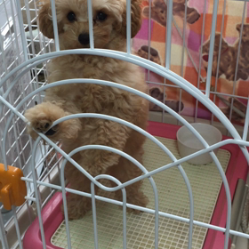 きりんちゃんの画像