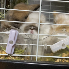 ご飯争奪戦の画像