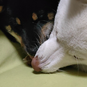 ちゅぱちゅぱの画像