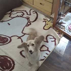 ご飯、ご飯の画像