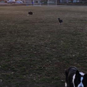 お散歩ラキちゃんの画像