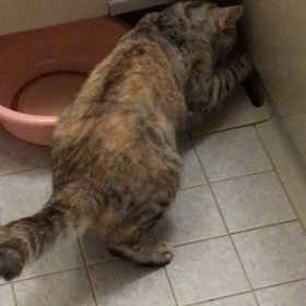 ついにカメラは捉えたの画像