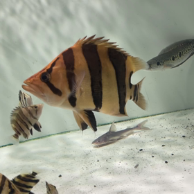 ミドルサイズリアルバンド ！！の画像