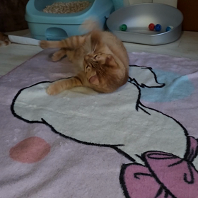 猫じゃらしの画像