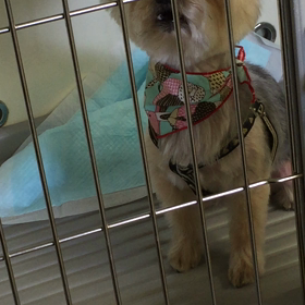 2016/04/20 ララちゃん 待ち動画（^人^）の画像