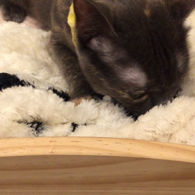 回復できるか⁈の画像