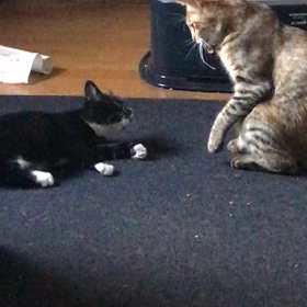 明日トライアル俺っち✨オレオだじぇ❤(｡☌ᴗ☌｡)の画像