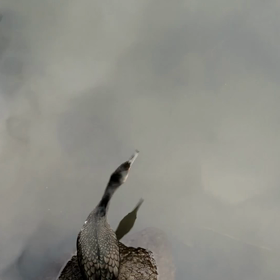 bird1の画像