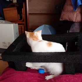 ぽーみゅー保護猫保育園里親便り　ルーク君レイアちゃん元気すぎるの画像