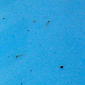 日本オランダ産卵8日目 孵化1日目の画像