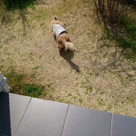 ヨガる教室～!犬(-_-;)の画像