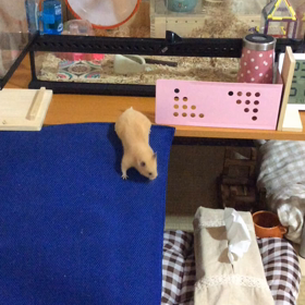 今宵も、パトロールの画像