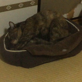 ふみふみの仕方…の画像