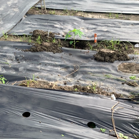   平良農園　マンゴーパパイヤの巻の画像