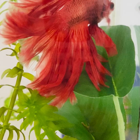 れんちゃんをお迎えして。の画像