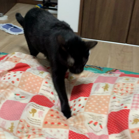 2021.12.17：雷蔵「とってこい！」を突然始める。の画像