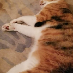 猪毛のブラシの画像