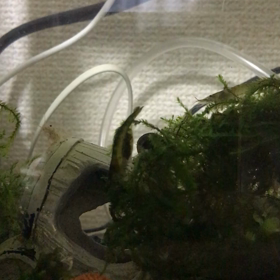 エビが卵を産みそうだけど産まないの画像