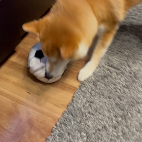 動くおもちゃの画像