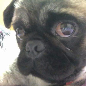 今日も我が家は、ワンコ 怒られた。の画像