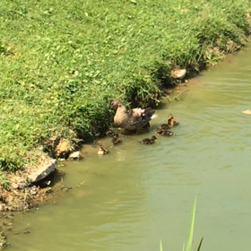 カモの親子動画の画像