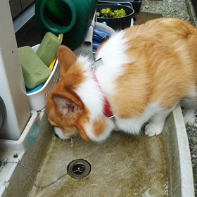 明日は雨！？の画像