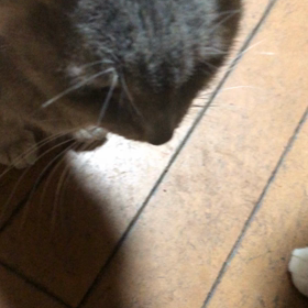 ゴロゴロの画像