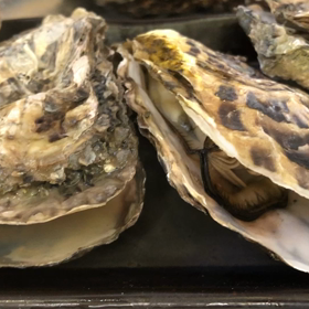 ゴールデンウィーク カキオコの画像