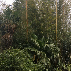 連休の朝に ♫鶯の澄んださえずり♫ はいかがですか？の画像